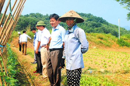 Đoàn công tác của Thành ủy Yên Bái kiểm tra tiến độ Đề án Sản xuất rau an toàn tại xã Âu Lâu.
